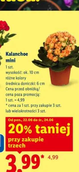 Kalanchoe mini