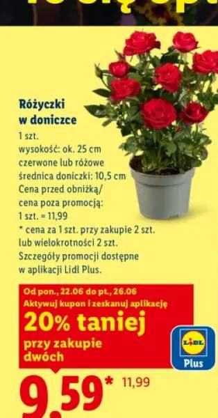 Różyczki w doniczce