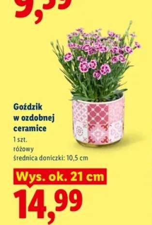 Goździk w ozdobnej ceramice