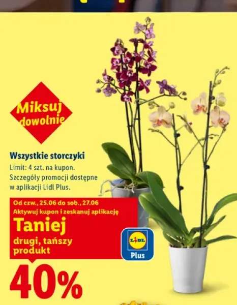 Storczyki +2 warianty