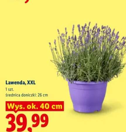 Lawenda XXL