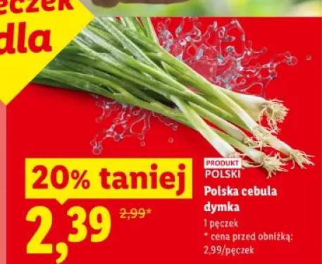 Cebula dymka polska