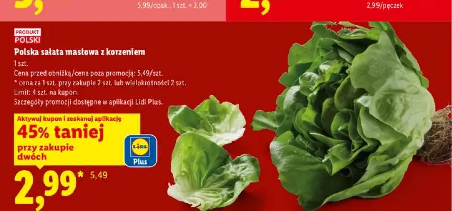 Sałata masłowa z korzeniem polska