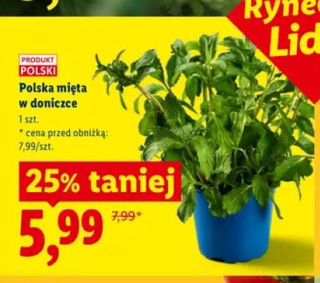 Polska mięta w doniczce Ryneczek Lidla