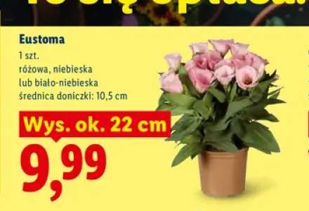 Eustoma różowa +2 warianty