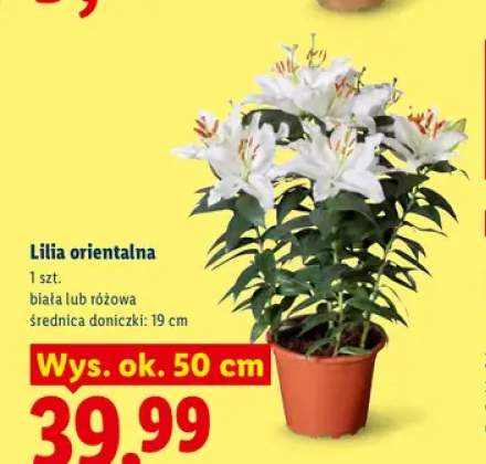 Lilia orientalna biała +1 wariant