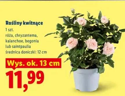 Roślina kwitnąca Róża wys. ok. 13 cm +4 warianty