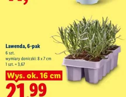 Lawenda 6-pak wys. ok. 16 cm