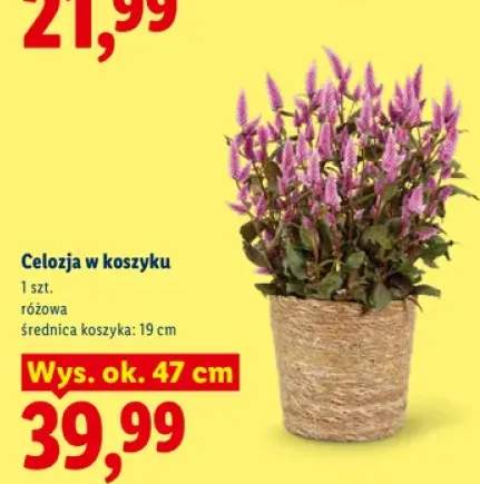 Celozja w koszyku wys. ok. 47 cm