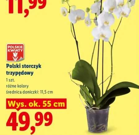 Storczyk trzypędowy polski Polskie Kwiaty wys. ok. 55 cm