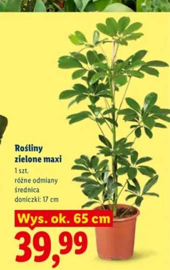 Rośliny zielone maxi