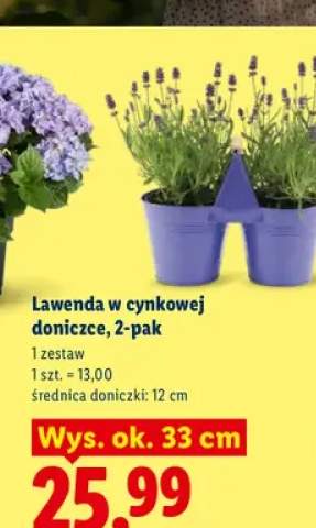 Lawenda w cynkowej doniczce 2-pak