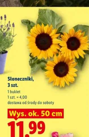 Słoneczniki 3-pak