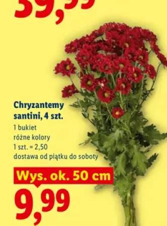 Chryzantemy santini 4-pak