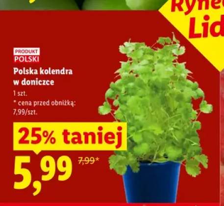 Kolendra w doniczce Polska