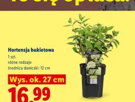 Hortensja bukietowa