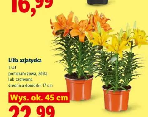 Lilia azjatycka żółta +2 warianty