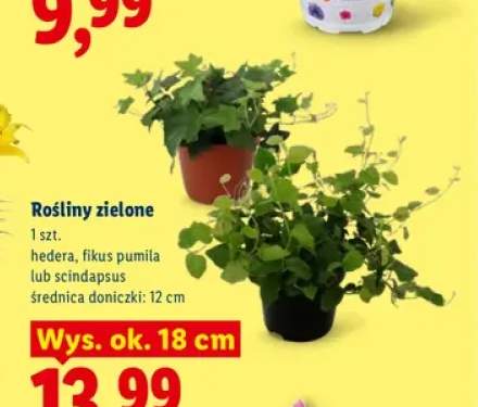 Roślina zielona Hedera +2 warianty