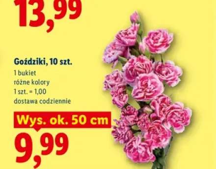 Goździki 10-pak