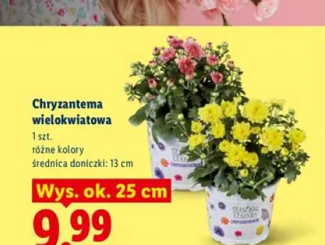 Chryzantema wielokwiatowa