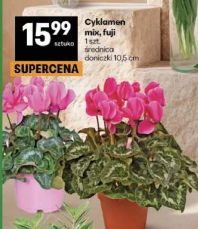 cyklamen