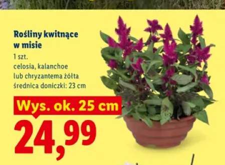 Rośliny kwitnące w misie Celosia +1 wariant