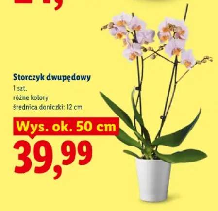 Storczyk dwupędowy