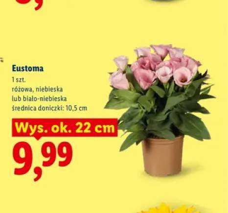 Eustoma różowa +1 wariant