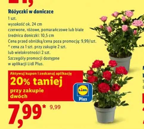 Różyczki w doniczce