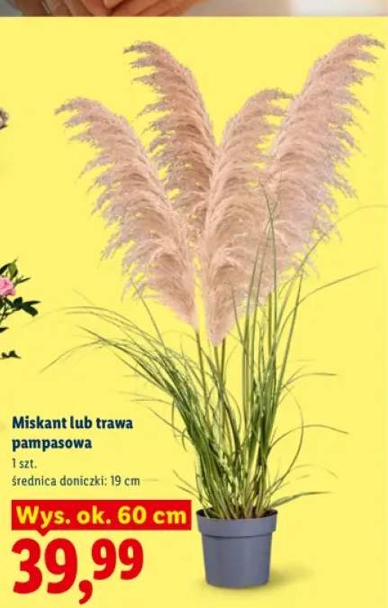 Miskant +1 wariant