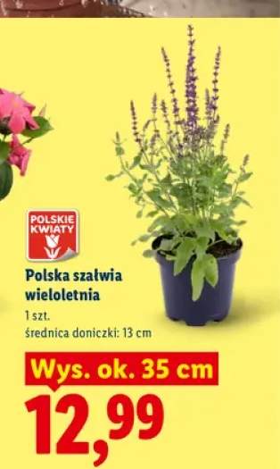 Szałwia wieloletnia polska wys. ok. 35 cm