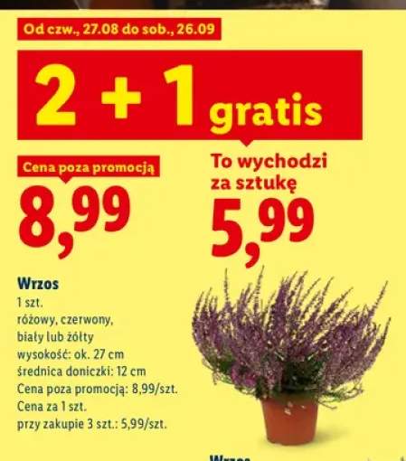 Wrzos różowy +3 warianty