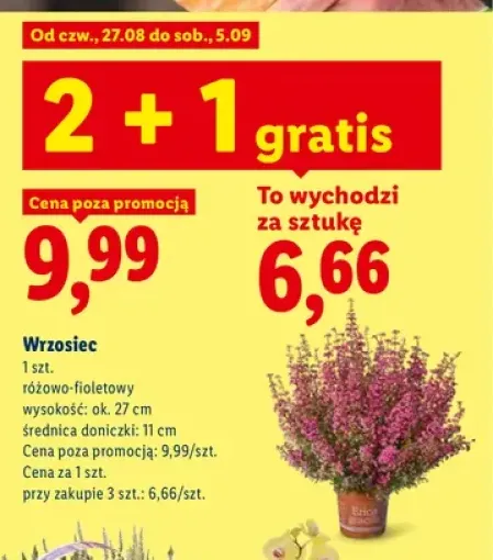 Wrzosiec różowo-fioletowy