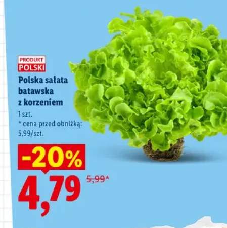 Polska sałata batawska z korzeniem