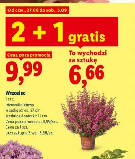 Wrzosiec