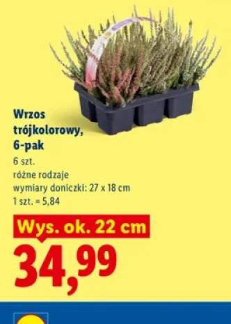 Wrzos trójkolorowy 6-pak
