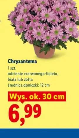 Chryzantema