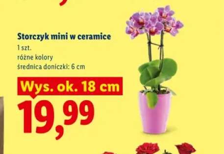 Storczyk mini w ceramice