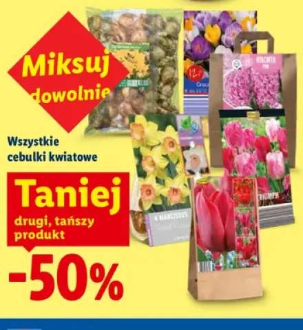 Cebulki kwiatowe
