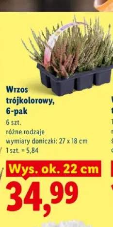 Wrzos trójkolorowy 6-pak