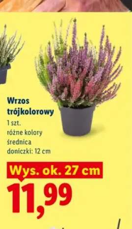 Wrzos trójkolorowy