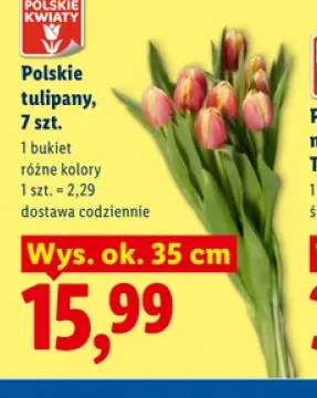 Polskie tulipany 7 szt.