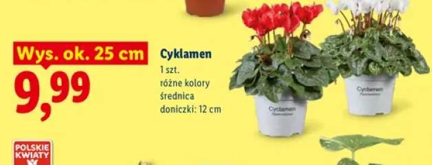 Cyklamen