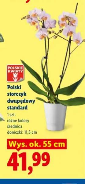Polski storczyk dwupędowy standard
