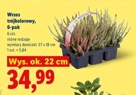 Wrzos trójkolorowy 6-pak