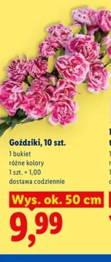 Goździki 10-pak