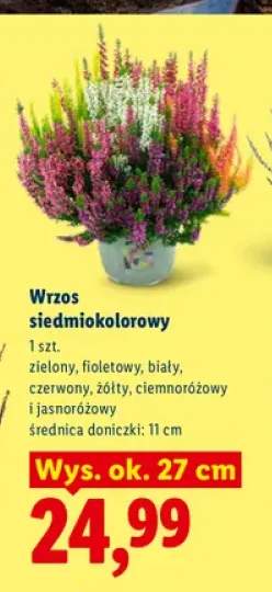 Wrzos siedmiokolorowy