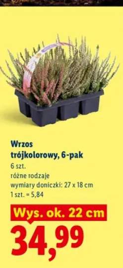 Wrzos trójkolorowy 6-pak