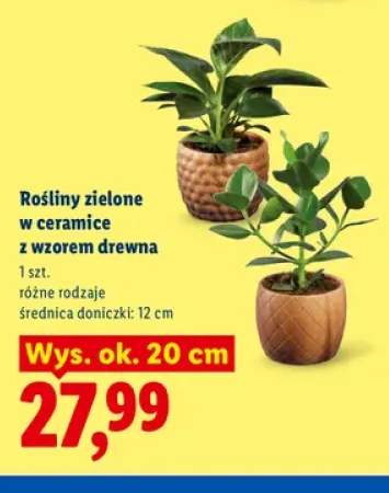 Rośliny zielone w ceramice z wzorem drewna