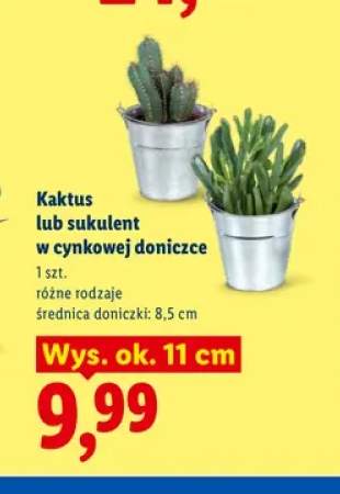 Kaktus w cynkowej doniczce +1 wariant